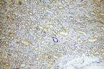 MARK4 Antibody in Immunohistochemistry (Paraffin) (IHC (P))