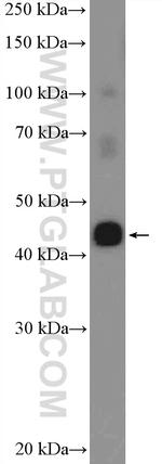 C20orf4 Antibody in Western Blot (WB)