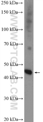 C20orf4 Antibody in Western Blot (WB)