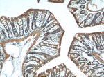 FSTL1 Antibody in Immunohistochemistry (Paraffin) (IHC (P))