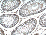 FSTL1 Antibody in Immunohistochemistry (Paraffin) (IHC (P))