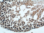 FSTL1 Antibody in Immunohistochemistry (Paraffin) (IHC (P))