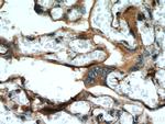 FSTL1 Antibody in Immunohistochemistry (Paraffin) (IHC (P))