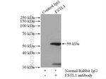 FSTL1 Antibody in Immunoprecipitation (IP)