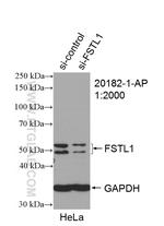 FSTL1 Antibody in Western Blot (WB)