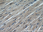 MAPK12 Antibody in Immunohistochemistry (Paraffin) (IHC (P))