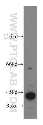 MAPK12 Antibody in Western Blot (WB)