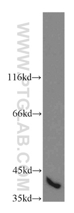 MAPK12 Antibody in Western Blot (WB)