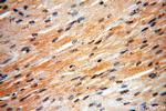 MAPK12 Antibody in Immunohistochemistry (Paraffin) (IHC (P))