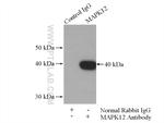 MAPK12 Antibody in Immunoprecipitation (IP)