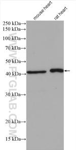 MAPK12 Antibody in Western Blot (WB)