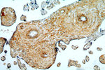 GPR105 Antibody in Immunohistochemistry (Paraffin) (IHC (P))