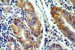 GPR105 Antibody in Immunohistochemistry (Paraffin) (IHC (P))