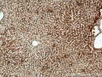 IGF1B Antibody in Immunohistochemistry (Paraffin) (IHC (P))