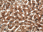 IGF1B Antibody in Immunohistochemistry (Paraffin) (IHC (P))