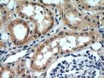 SLIT2 Antibody in Immunohistochemistry (Paraffin) (IHC (P))