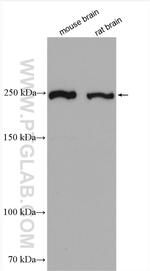 ROBO1 Antibody in Western Blot (WB)