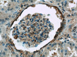 ARF6 Antibody in Immunohistochemistry (Paraffin) (IHC (P))