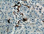 ARF6 Antibody in Immunohistochemistry (Paraffin) (IHC (P))