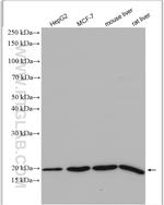 ARF6 Antibody in Western Blot (WB)