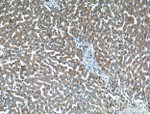 ARF1 Antibody in Immunohistochemistry (Paraffin) (IHC (P))