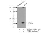 ARF1 Antibody in Immunoprecipitation (IP)