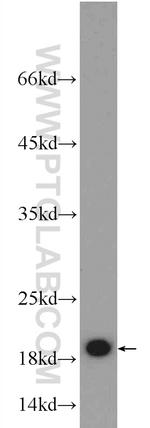 ARF1 Antibody in Western Blot (WB)