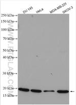 ARF1 Antibody in Western Blot (WB)