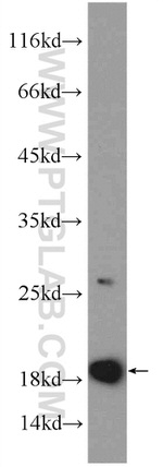 ARF1 Antibody in Western Blot (WB)