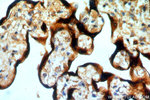 RAB5A Antibody in Immunohistochemistry (Paraffin) (IHC (P))