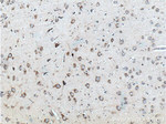 RAB5A Antibody in Immunohistochemistry (Paraffin) (IHC (P))