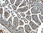 RAB11A Antibody in Immunohistochemistry (Paraffin) (IHC (P))