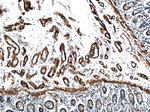 RAB11A Antibody in Immunohistochemistry (Paraffin) (IHC (P))