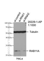 RAB11A Antibody in Western Blot (WB)