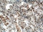 YES1 Antibody in Immunohistochemistry (Paraffin) (IHC (P))