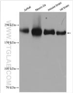 Neogenin Antibody in Western Blot (WB)