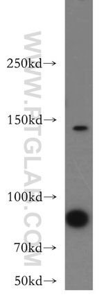 Neogenin Antibody in Western Blot (WB)