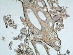 fibrillin 2 Antibody in Immunohistochemistry (Paraffin) (IHC (P))