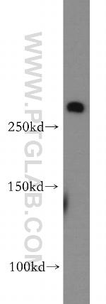 fibrillin 2 Antibody in Western Blot (WB)