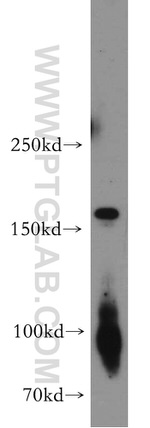 fibrillin 2 Antibody in Western Blot (WB)