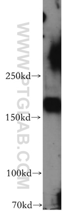 fibrillin 2 Antibody in Western Blot (WB)