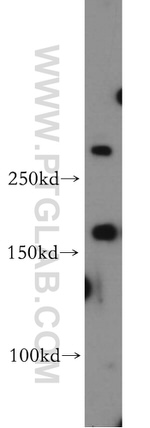 fibrillin 2 Antibody in Western Blot (WB)