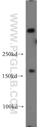 fibrillin 2 Antibody in Western Blot (WB)