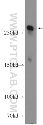 fibrillin 2 Antibody in Western Blot (WB)