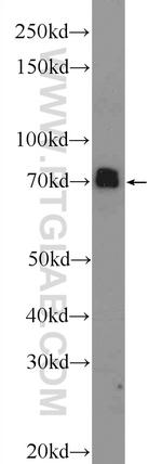 SYN1 Antibody in Western Blot (WB)