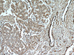 TAF1 Antibody in Immunohistochemistry (Paraffin) (IHC (P))