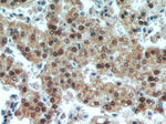 TAF1 Antibody in Immunohistochemistry (Paraffin) (IHC (P))