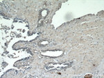 TAF1 Antibody in Immunohistochemistry (Paraffin) (IHC (P))