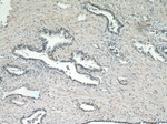 TAF1 Antibody in Immunohistochemistry (Paraffin) (IHC (P))