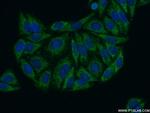 SERINC1 Antibody in Immunocytochemistry (ICC/IF)